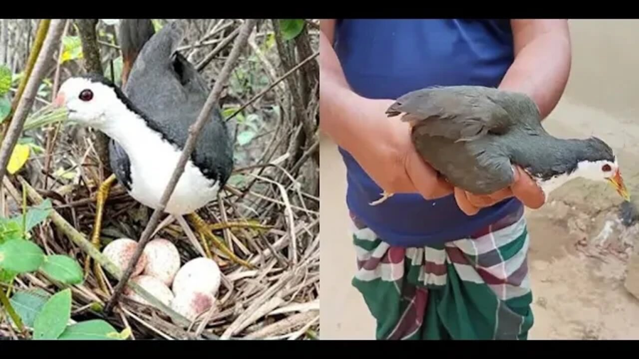 ajib banget!! jebak ruak" di jalan/ trotolan + jantan + betina semua kena [] bird trap using big pot