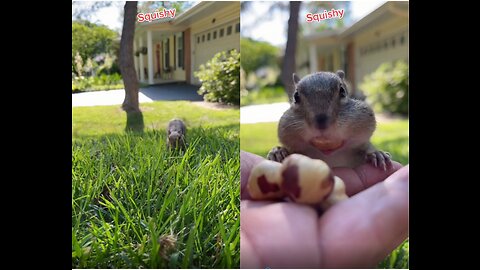 Cheeks full of nuts.