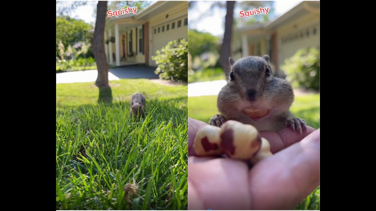 Cheeks full of nuts.