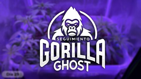 🌱 Semana 3 y 4: Como Cultivar Plantas Saludables | Seguimiento Gorilla Ghost #3 🚀