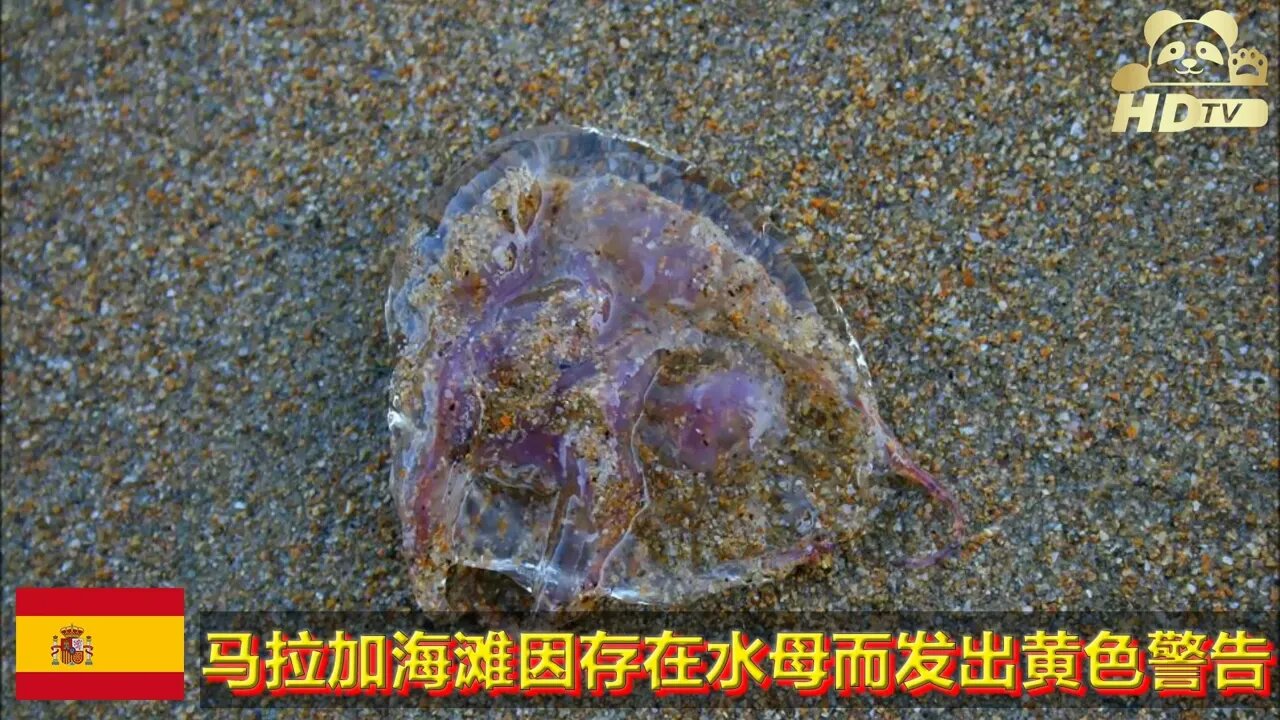 马拉加——马拉加海滩因存在水母而发出黄色警告