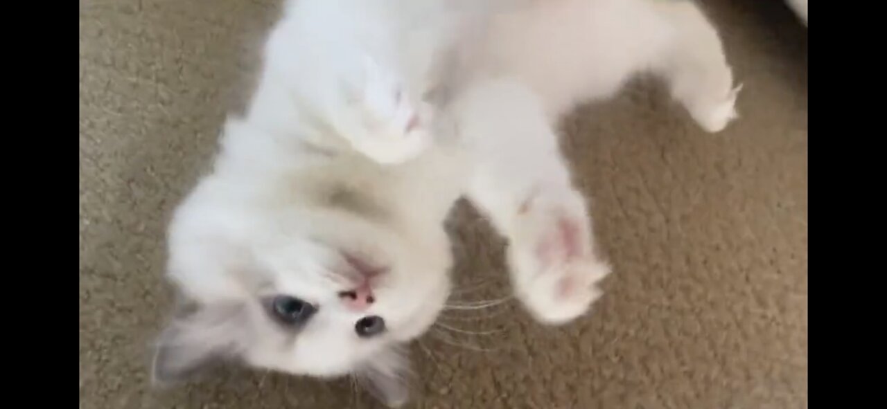 Ragdolls Are The Most Adorable Kittens!