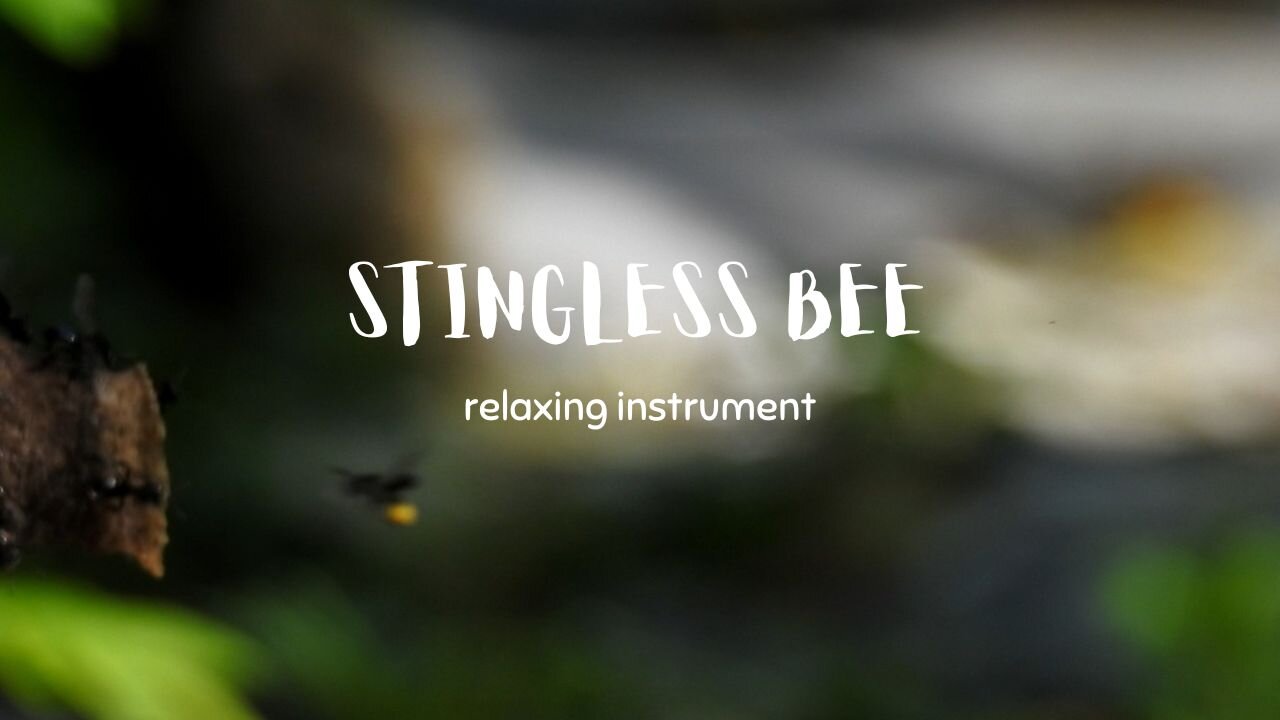 Stingless Bee | Relaxing Instruments | Lying in bed