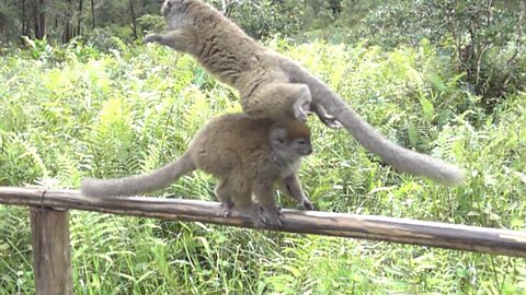 kung fu lemur slow motion 1000 shots in second