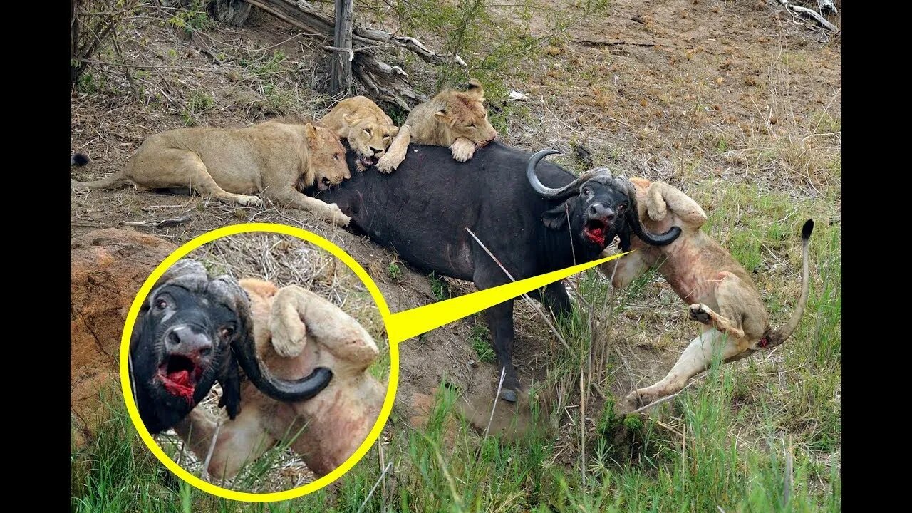 Wild Animals: Buffalo Destroy Lion ► Epic Battle Buffalo Vs Lions ►Death Battle Never Seen !