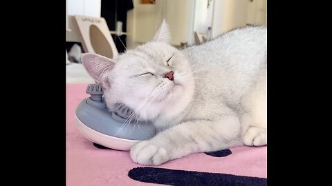😎 Time Off Never Felt This Good! Watch This Kitten Get a Relaxing Massage! 😻💆‍♂️