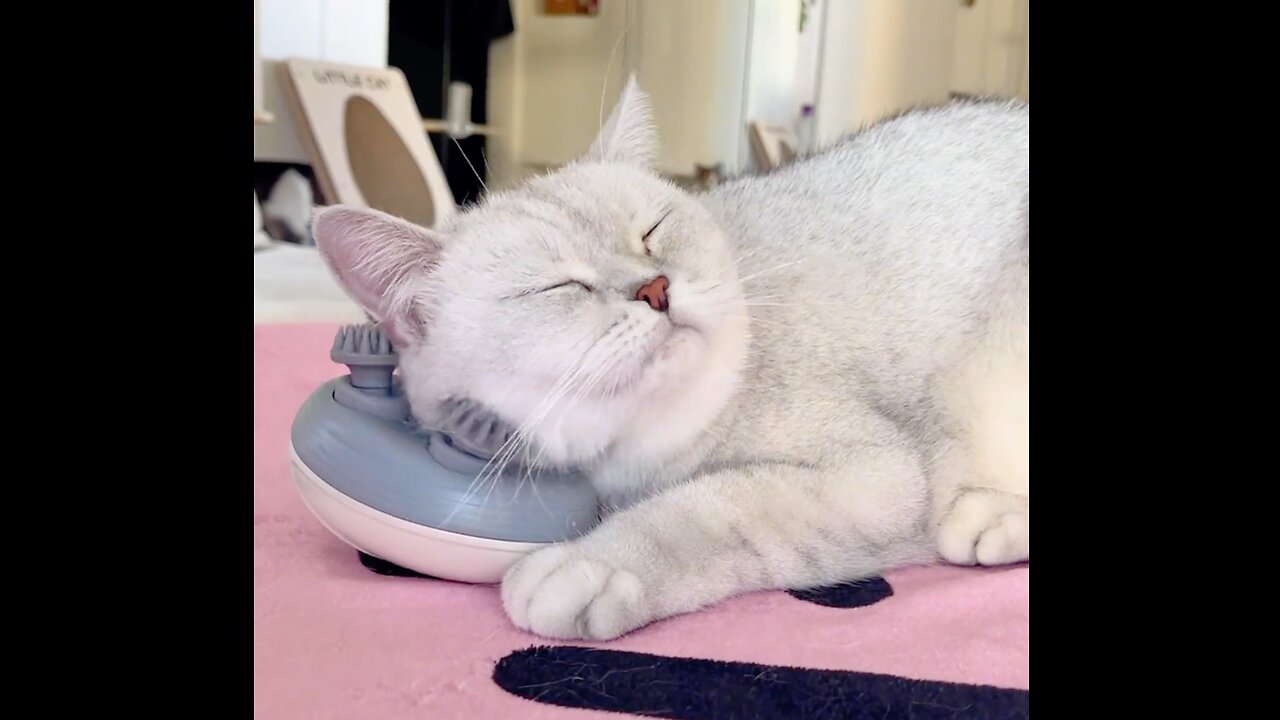 😎 Time Off Never Felt This Good! Watch This Kitten Get a Relaxing Massage! 😻💆‍♂️