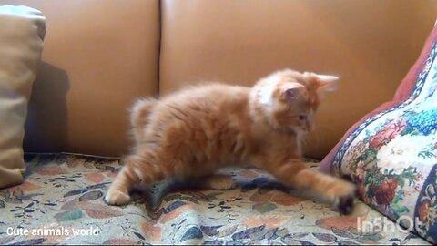 The cute cat is playing with the ball