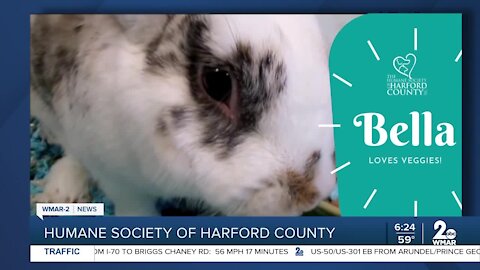 Bella the bunny is up for adoption at the Humane Society of Harford County