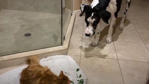 Great Dane Watches Cats Enjoy Fresh Catnip