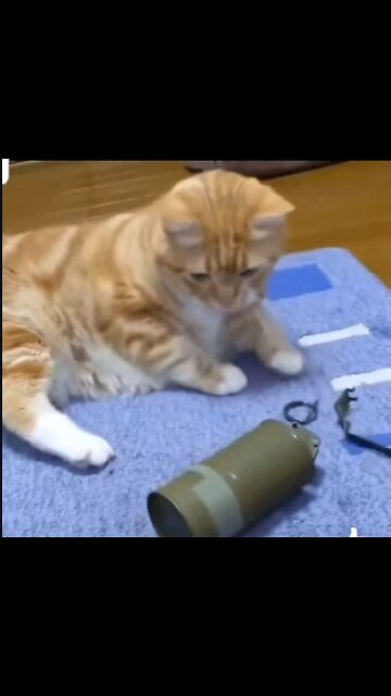 RPFC Archive - Taco Tues is Da Bomb