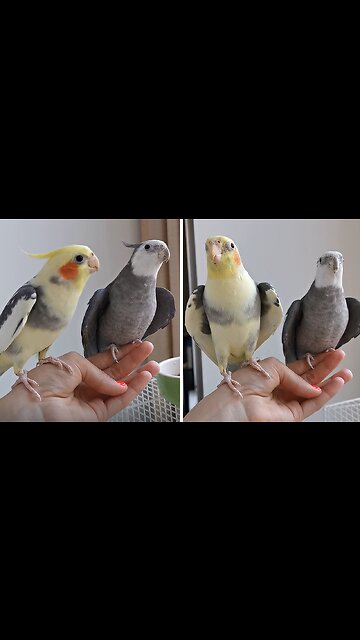 Two Cute Parrots Rock Out Together In Adorable Duet