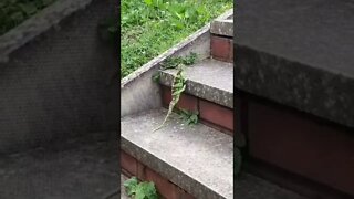 lagarto fã do Michael Jackson 🤣🤣🤣