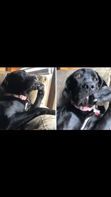 Hilarious doggy sits in a very distinguished manner