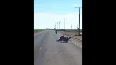 Pop A Wheelie Fail #shorts #dashcams #fails #biker #bike