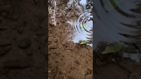 Slo-mo ripples #relaxing #subscribe #share #rain #meditation