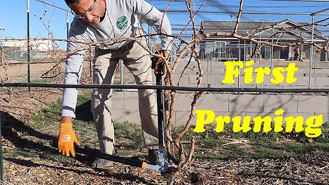 Pruning 1 Year Old Grapevines | Spur and Cane Pruning in Year 1