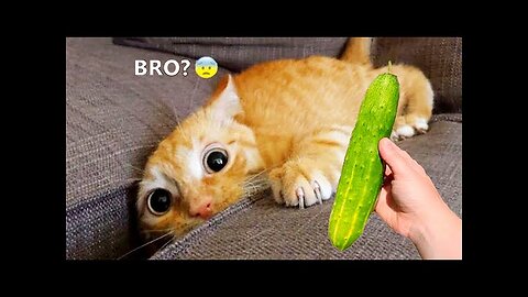 funniest animal video