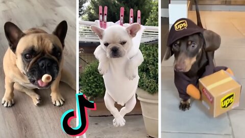 Funny Dogs of TikTok Part #18 🐶