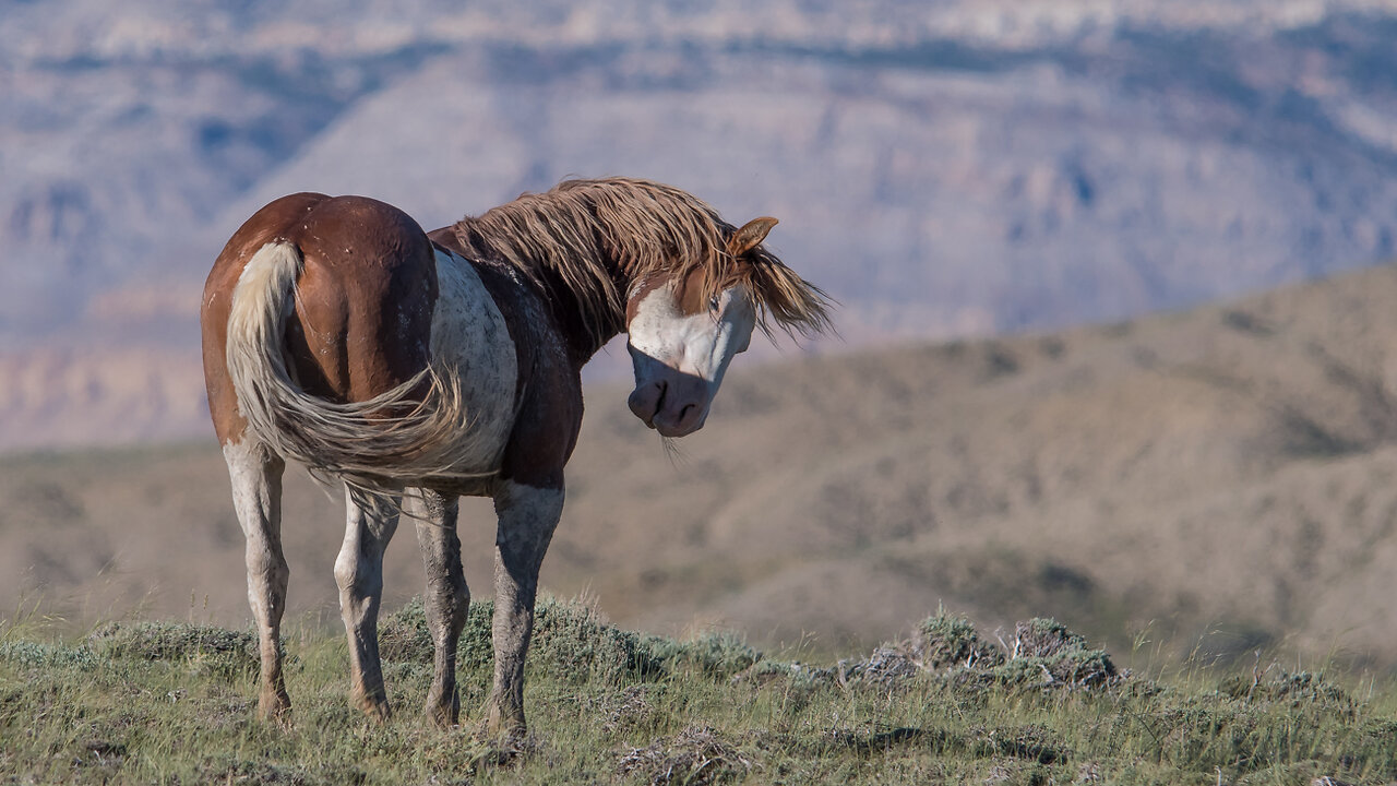 Part 3 Outtakes and Behind the Scenes Filming Wild Horses by Karen King