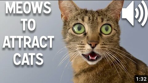 Sounds that makes your cat meow