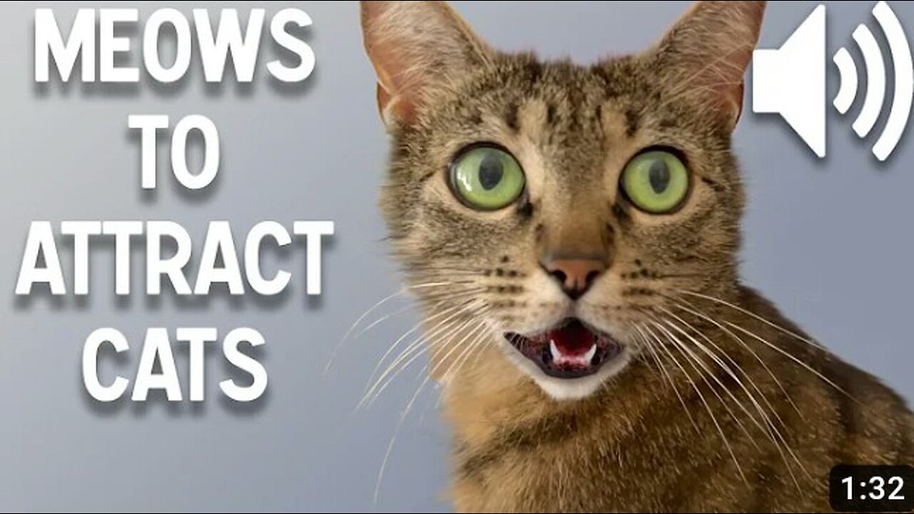 Sounds that makes your cat meow