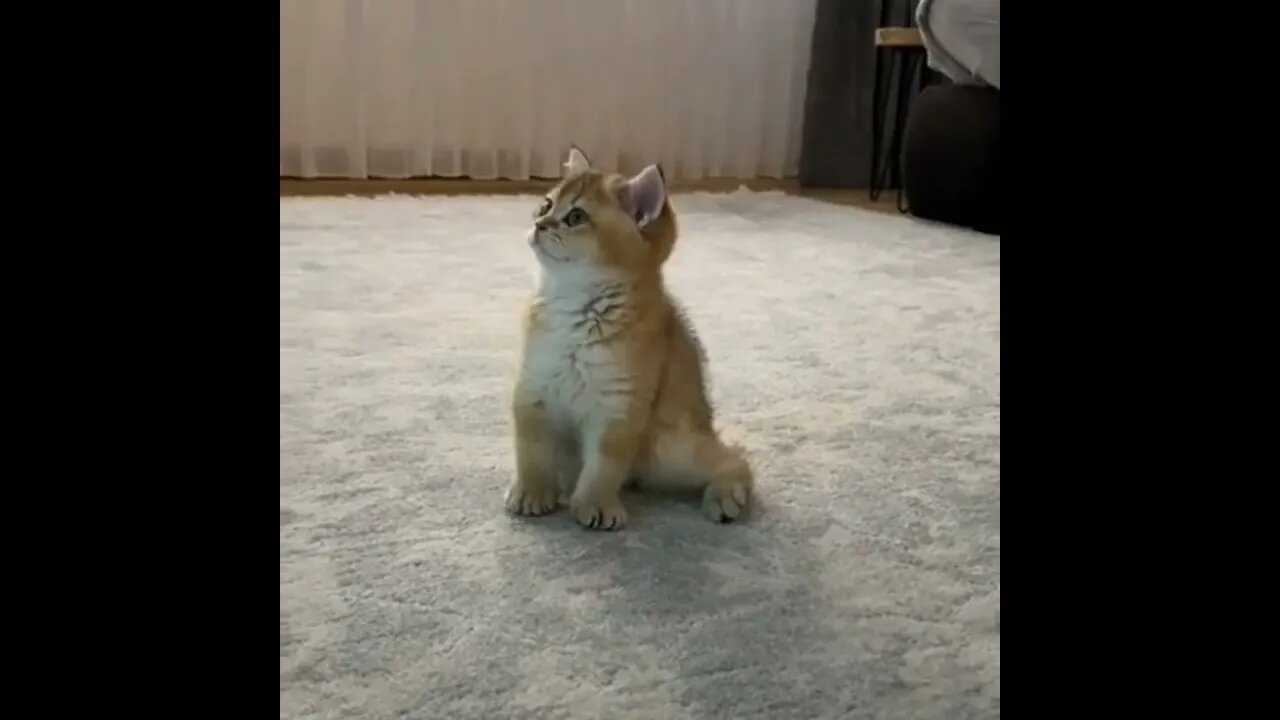 #SUBSCRIBE PLEASE - INCREVA POR FAVOR