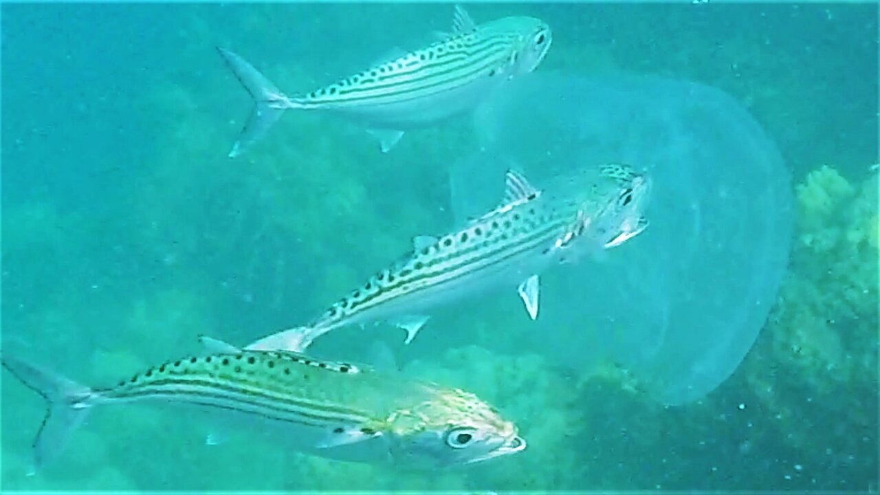 Longjawed Mackerel Try Tasting Very Large Jellyfish