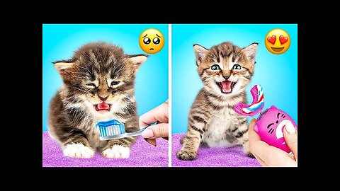 GENIUS HACKS AND GADGETS FOR PET OWNERS || HD