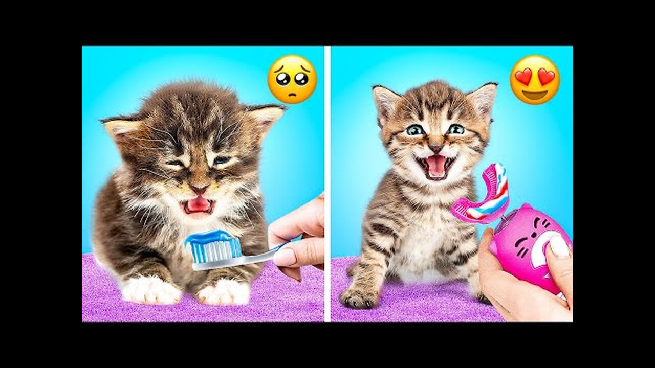 GENIUS HACKS AND GADGETS FOR PET OWNERS || HD