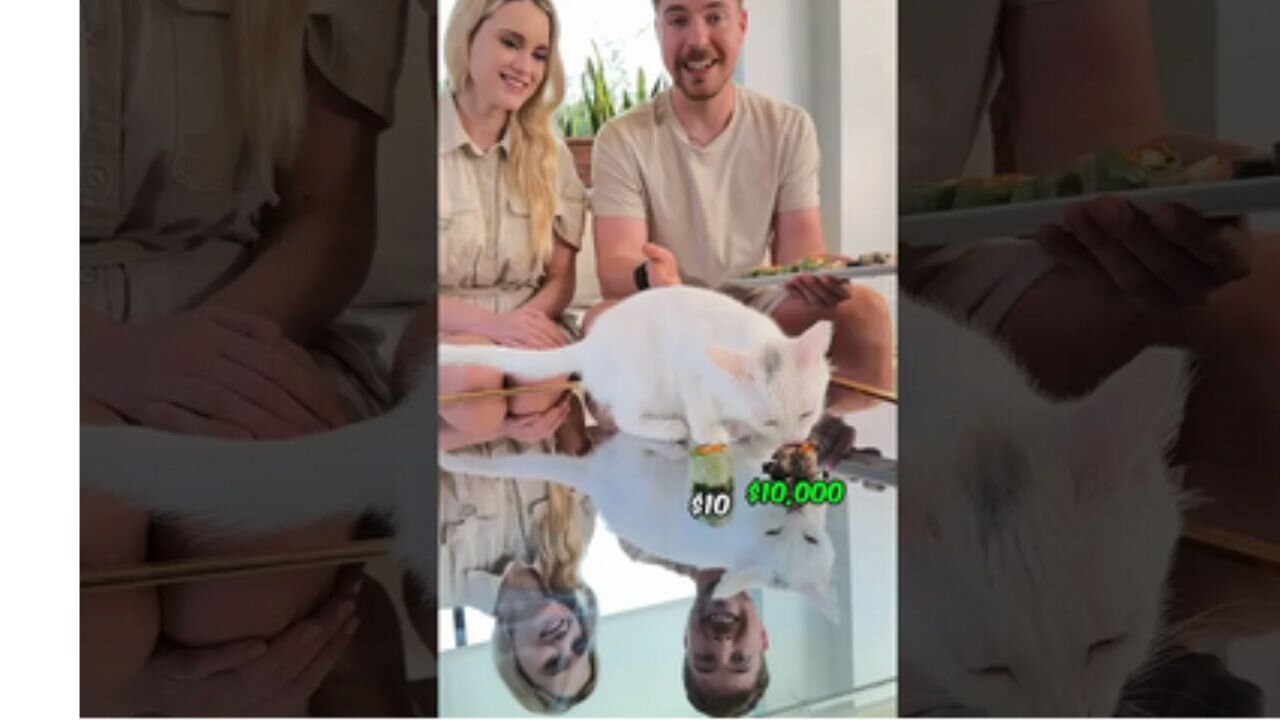 Feeding A Cat $10 Vs $10,000 Sushi