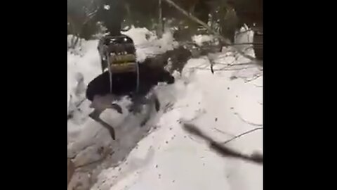 MOOSE GETS TRAPPED UNDER LOGS SOMEWHERE IN RUSSIA...