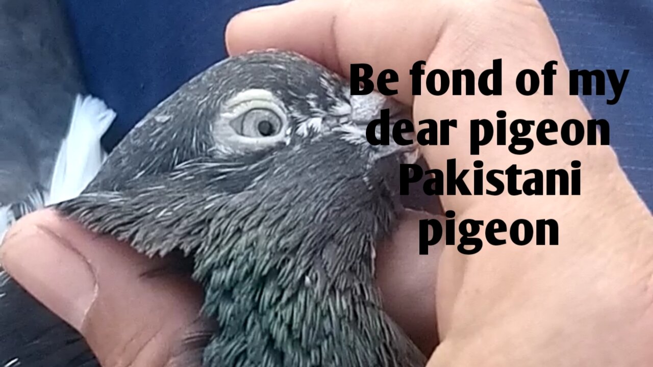 Be fond of my dear pigeon Pakistani pigeon