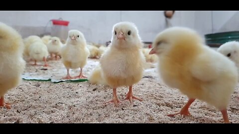 Cute baby animals Videos Compilation cute moment of the animals part 1