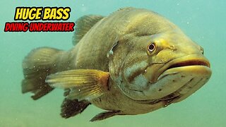 BIGGEST BASS I’ve Ever Seen Underwater While Diving.
