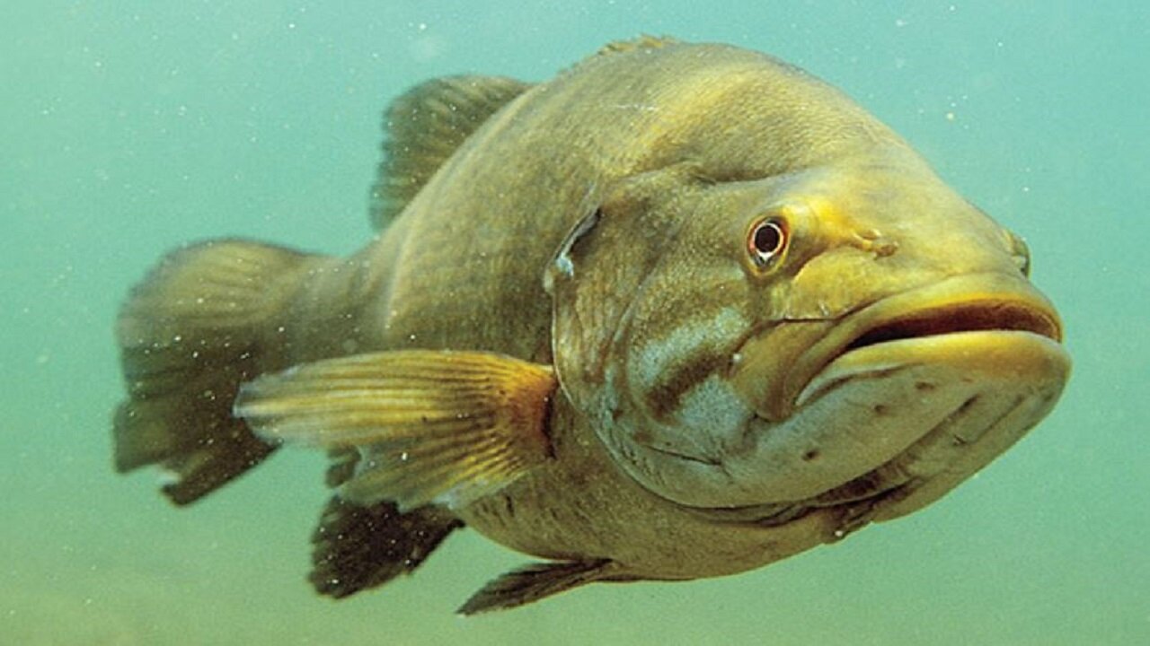 BIGGEST BASS I’ve Ever Seen Underwater While Diving.