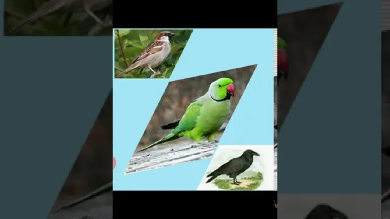 PG English names of birds