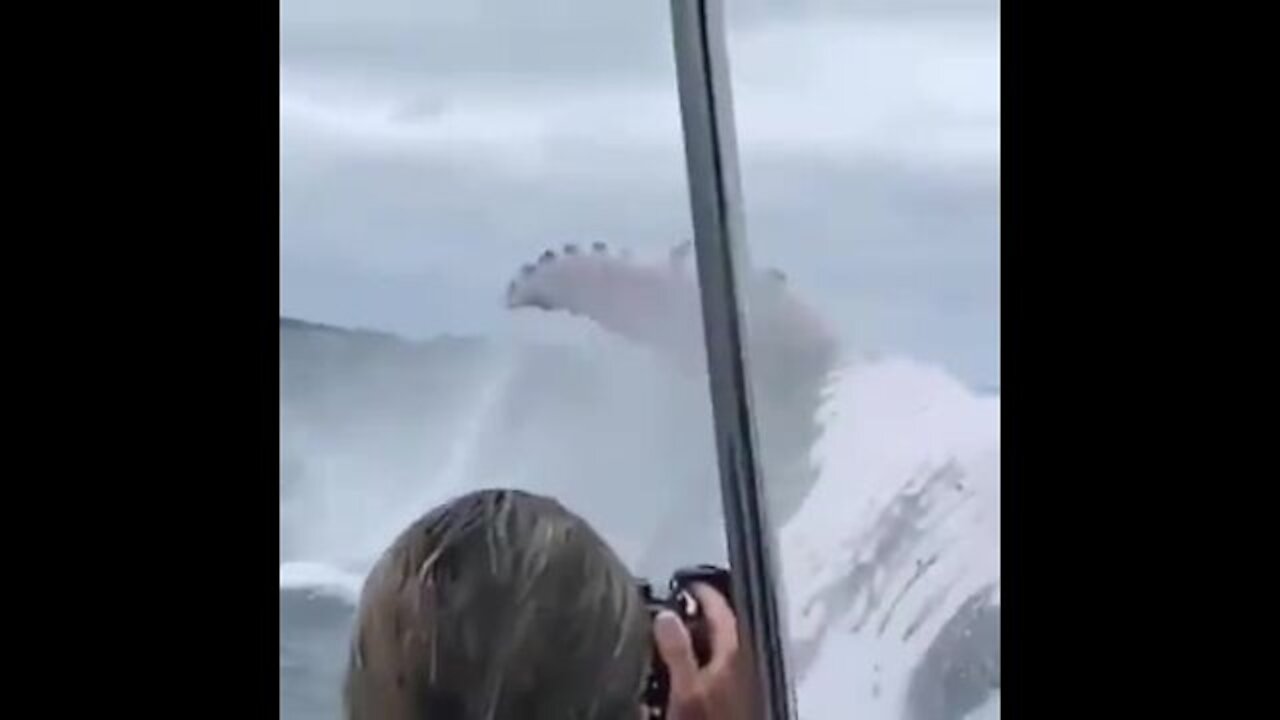 Have you had this experience too ...Rarely seen at sea