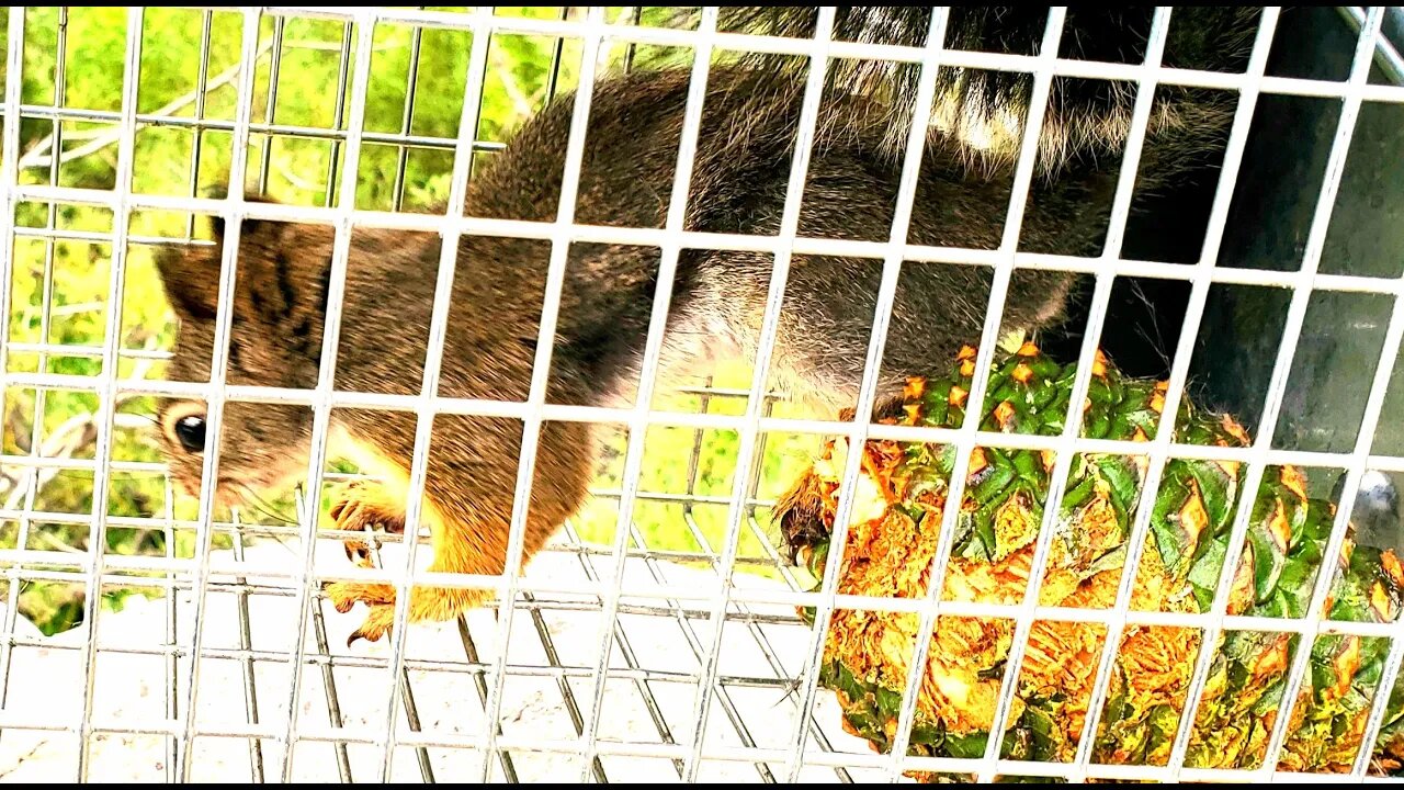 trap a chipmunk or squirrel with carrot and release in the wild