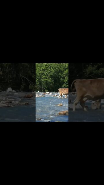 cows are in the water crossing the the this moment.