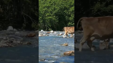 cows are in the water crossing the the this moment.