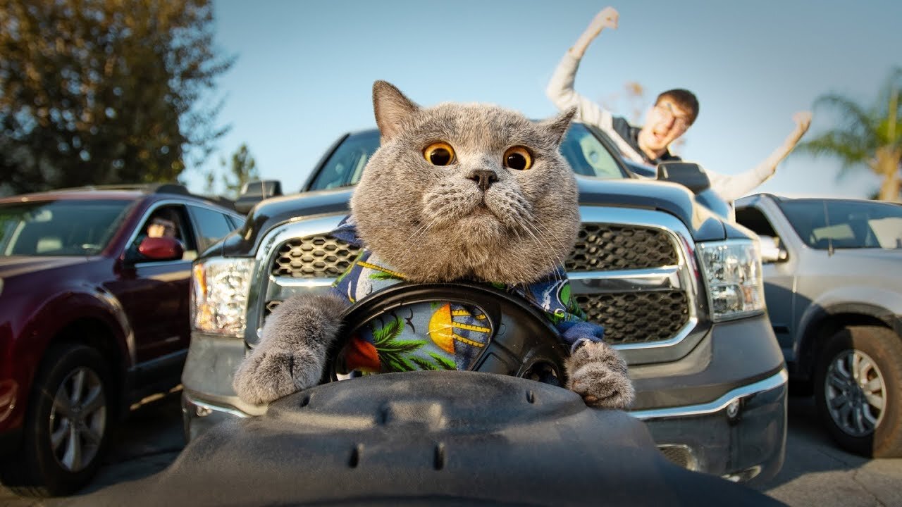 Meet the Feline Superstar: The World's Most Obedient Cat