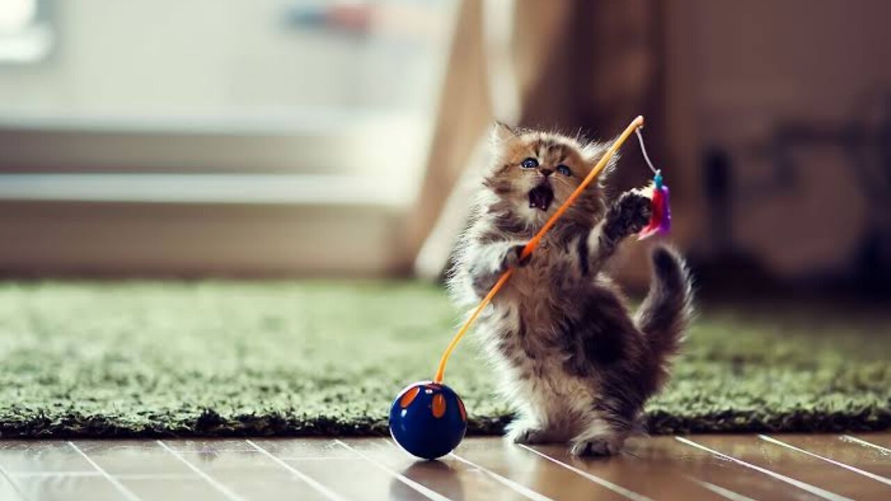 Cute funny cat video 2023 | funny kitten video