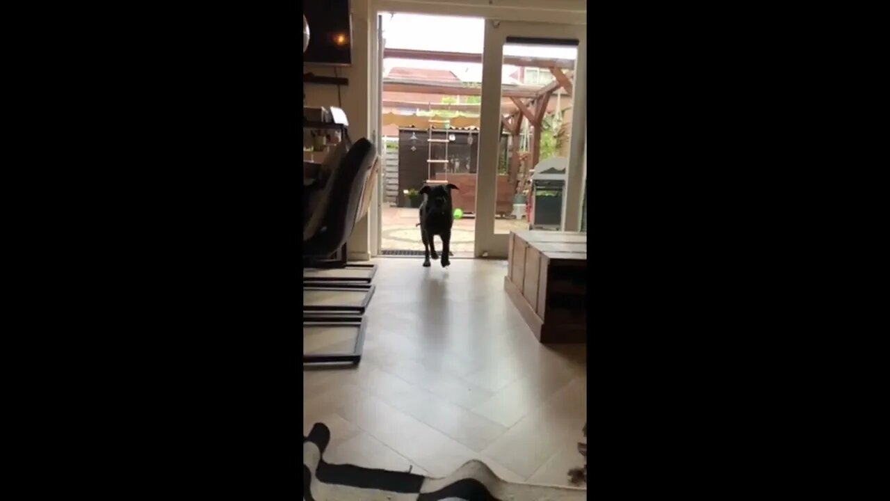My dog doesn’t know when to brake