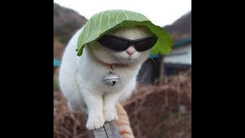 Funny animals cute cats 😹 dogs🐶🐶videos