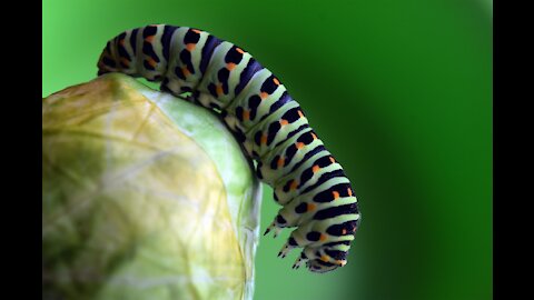 Worms eat tree leaves