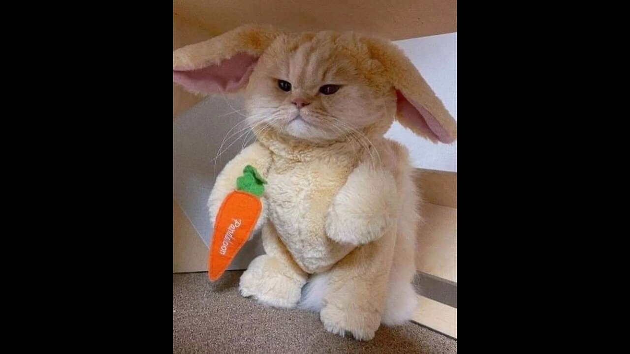 HUNGRY ANGRY CAT