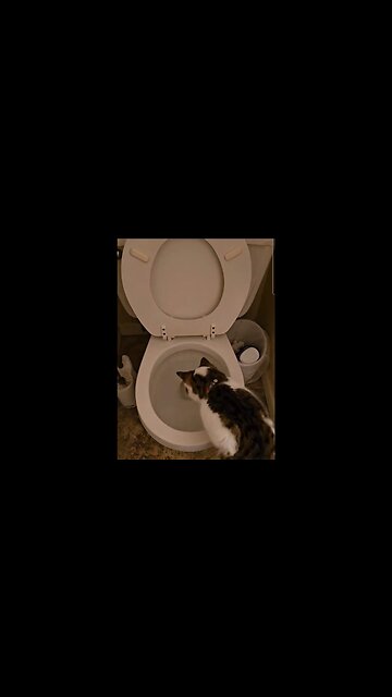 When you flush the catnip