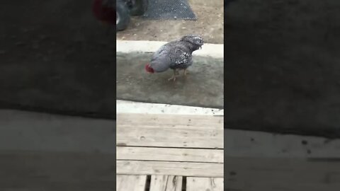 Crazy Baby RoosterFighter