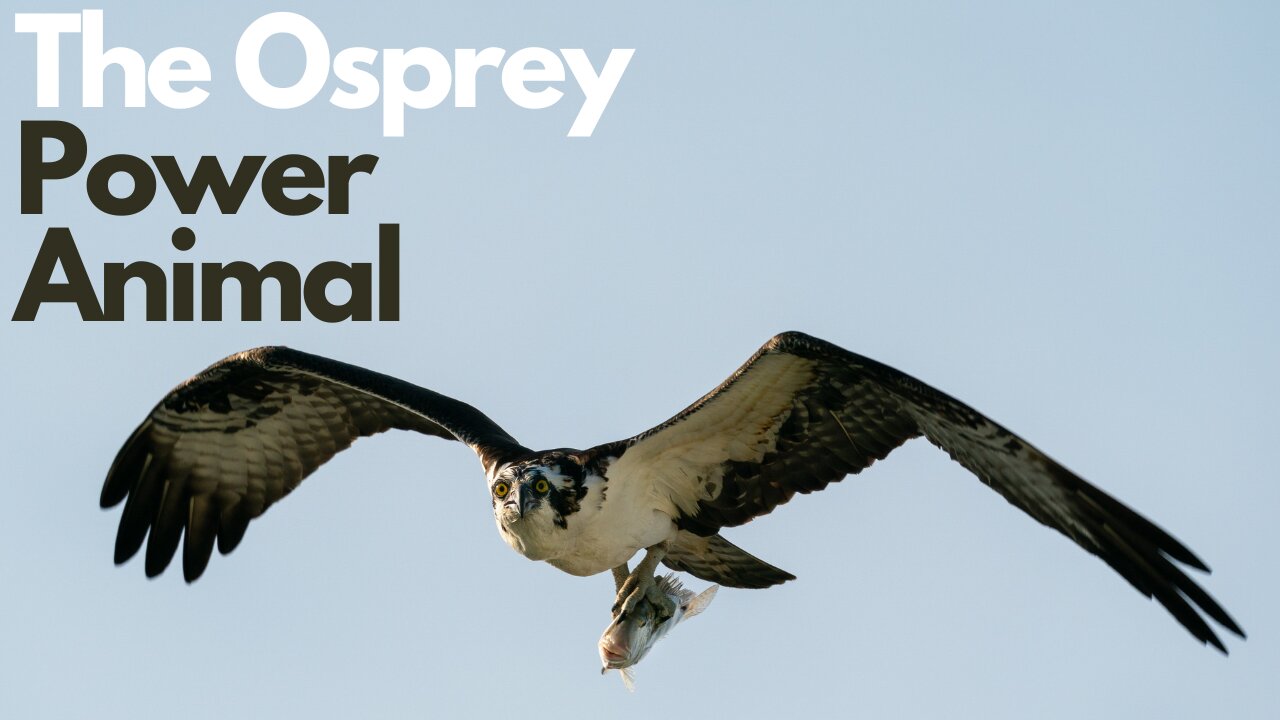 The Osprey Power Animal